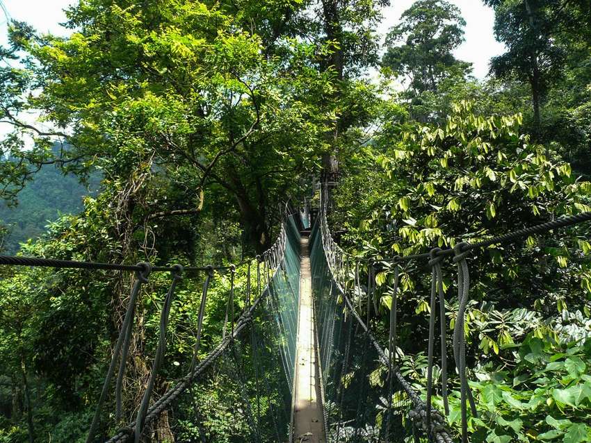 Touwbrug in Taman Negara <br>